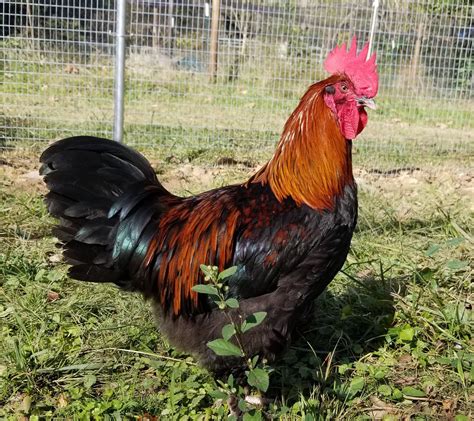 black copper marans for sale near me|black copper maran breeders usa.